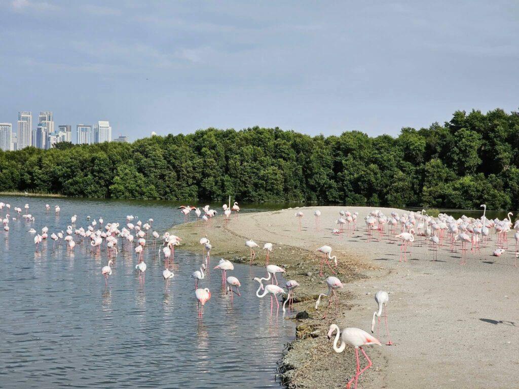 Flamingo pe malul unei lagune în Dubai