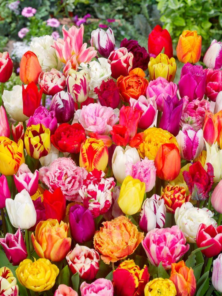 Buchet de lalele multicolore ținut în mână
