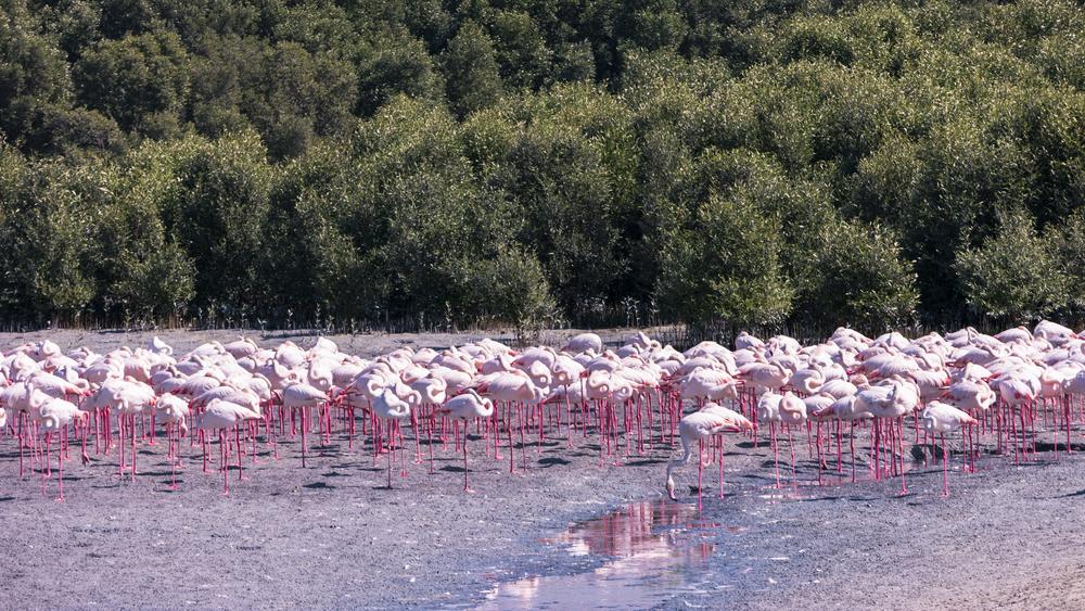 Flamingo în apă, lângă vegetația din Ras Al Khor