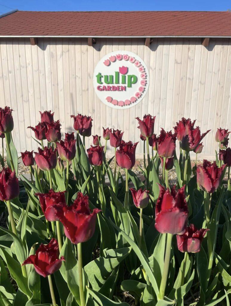 Lalele în ghivece, în fața unui panou Tulip Garden